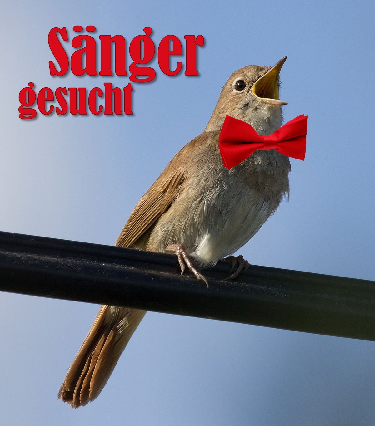 nachtigall lao klein